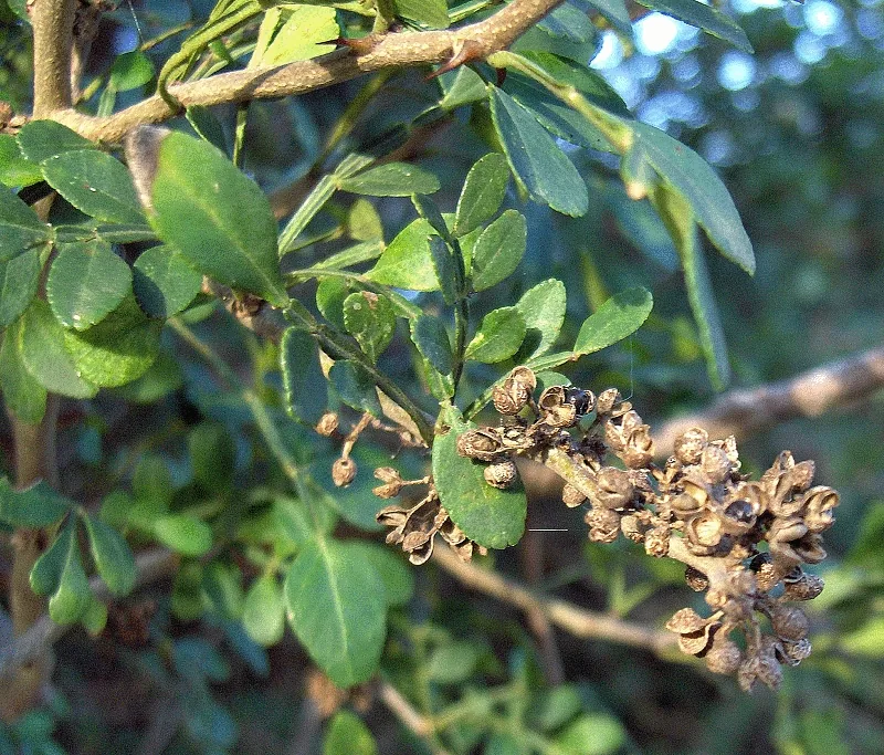 Wild Lime