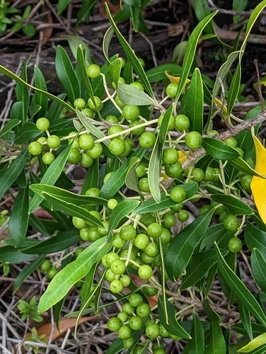 Wild Olive