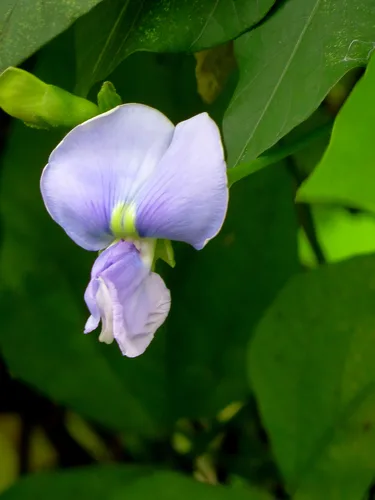 Winged Bean