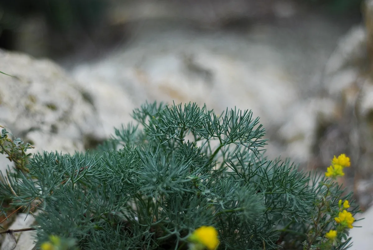 Wormwood