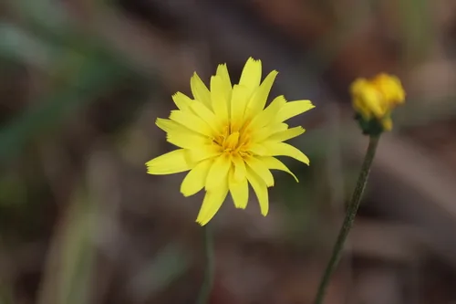 Yam Daisy