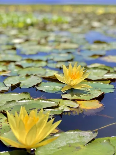 Yellow Water Lily