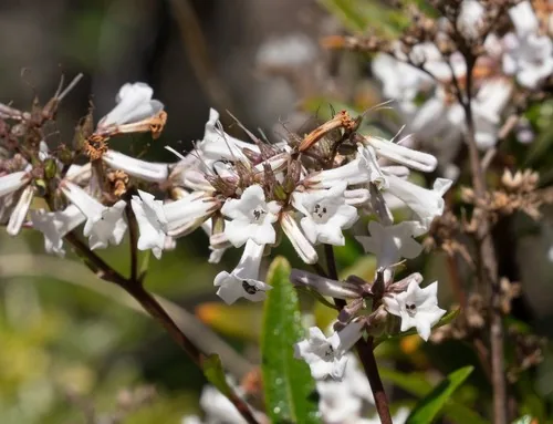 Yerba Santa