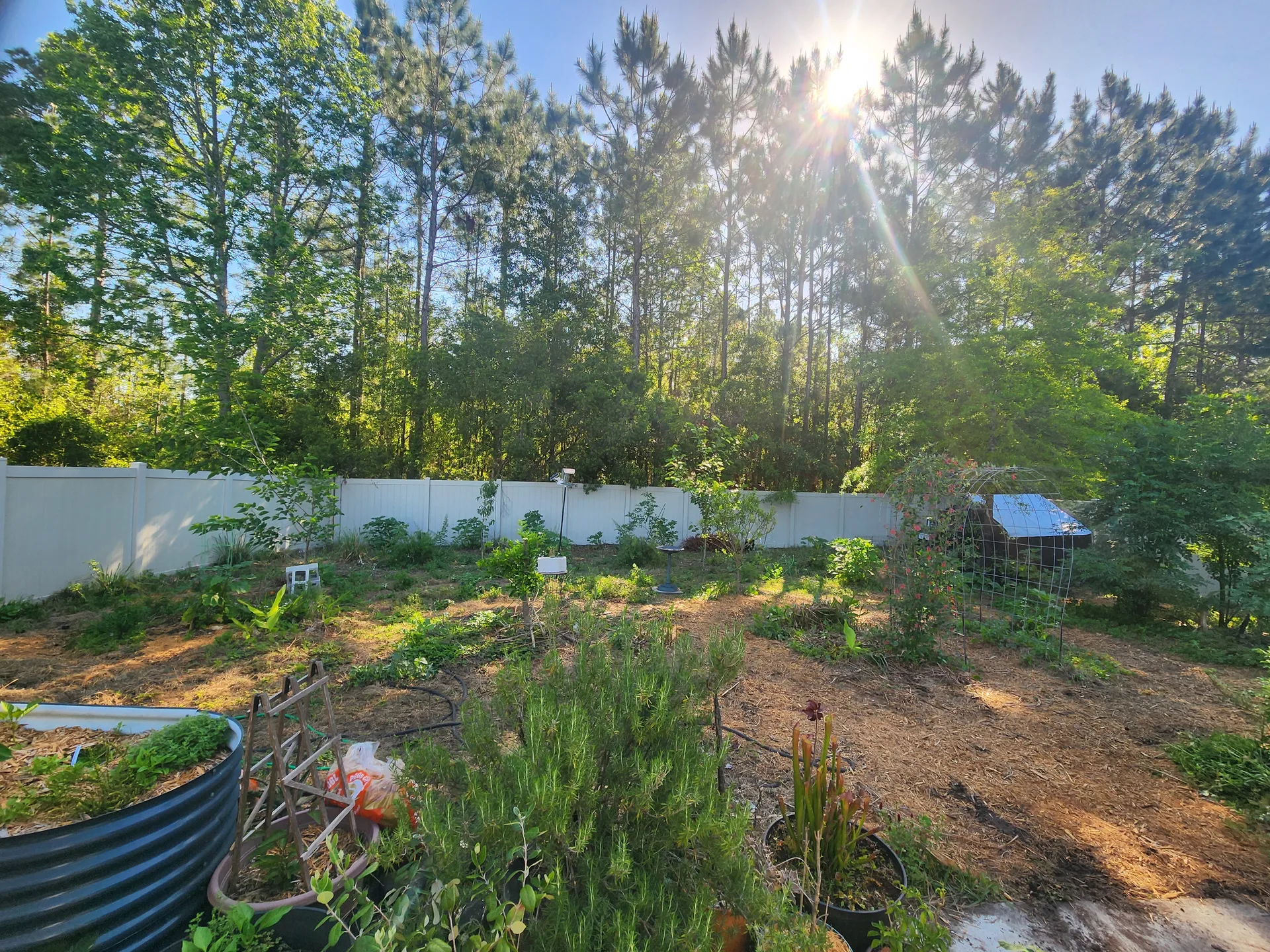 Backyard food forest Yulee FL April 2026